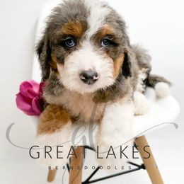 Raven - Blue merle female Bernedoodle puppy in Baroda, Michigan from Great Lakes Bernedoodles