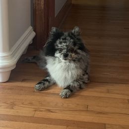 Pomeranian Puppies from Caitlyn's Pomeranians