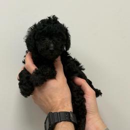 Freida - Black female Cavapoo puppy in Fayetteville, North Carolina from Carolina Cavapoos