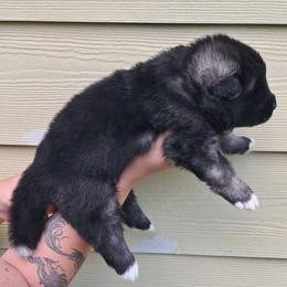 Dahlia - Brown, black overlay female Akita puppy in Granbury, Texas from Folklore Akitas