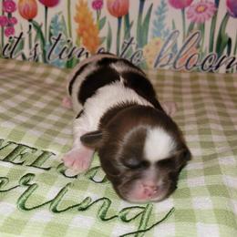 Girl 2 - Red and white female Shih Tzu puppy in Wooster, Ohio from Mending Hearts Shih Tzu's