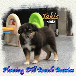 Takis - Black tri male Toy Australian Shepherd puppy in Forestburg, Texas from Flaming Dill Ranch Aussies