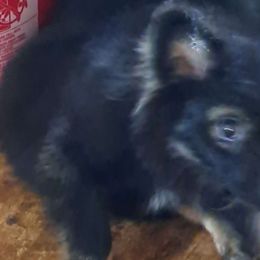 Oz - Pomeranian