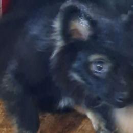Oz - Pomeranian