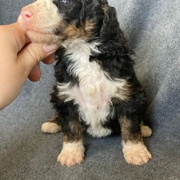Bernedoodle Puppies from Crider’s Critters