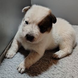 Saber - Red speckled male Australian Cattle Dog puppy in Rogue River, Oregon from FullMoon Cattle Dogs