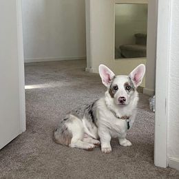 American Corgi and Pembroke Welsh Corgi Puppies from Beebe’s Corgis