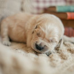 Cedar (Mr. Forrest Green) - Golden male Golden Retriever puppy in Paoli, Indiana from Rose n’ Thistle Farm