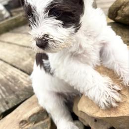 Girl 3 - Parti female Miniature Schnauzer puppy in Dunlap, Tennessee from Beards of Glory