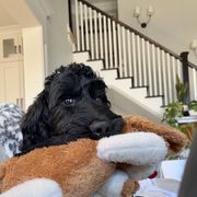 Newfoundland, Newfypoo, and Sheepadoodle All Grown Up from Sweet Creek Pups