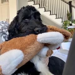 Newfoundland, Newfypoo, and Sheepadoodle All Grown Up from Sweet Creek Pups