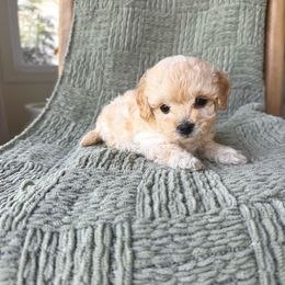 Sophie - female Cavapoochon puppy in Burlington, Iowa from Pleasant Home Puppies