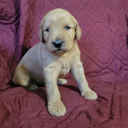 Girl 2 - Red  female Goldendoodle puppy in Blountsville, Alabama from Southern Charm Goldendoodles