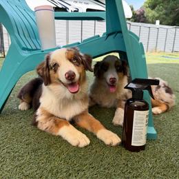 Catch - Red merle male Miniature American Shepherd puppy in Garysburg, North Carolina from Schaefer's Miniature American Shepherds