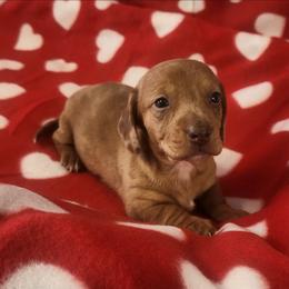 Holly - Dapple female Dachshund puppy in Anaconda, Montana from Williams Family Dachshunds