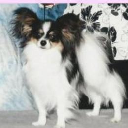 Houdini - Papillon