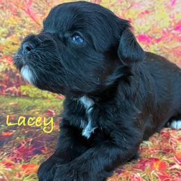 Lacey - Black female Miniature Schnauzer puppy in Sylvania, Georgia from Southern Sky Miniature Schnauzers