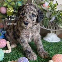 Rose-pink collar - Merle female Saint Berdoodle puppy in Paw Paw, Michigan from ProAct Canines
