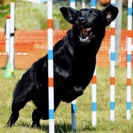 Labrador Retrievers from Wanderer Labrador Retrievers