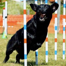 Labrador Retrievers from Wanderer Labrador Retrievers