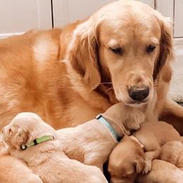 Golden Retrievers from Ray of Sunshine Retrievers