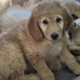 Goldendoodle Puppies from Grosenbacher Goldendoodles