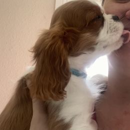 Cavalier King Charles Spaniel Puppies from Christina’s Cavaliers