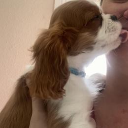 Cavalier King Charles Spaniel Puppies from Christina’s Cavaliers