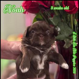 Noah - Liver and white male Shih Tzu puppy in Beatrice, Nebraska from I Shih Tzu Not Puppies