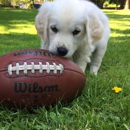 Golden Retriever Puppies from Montana Puppies