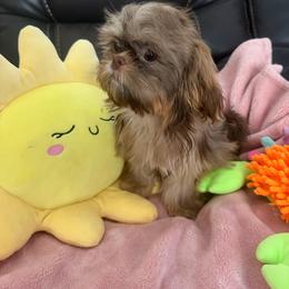 Ruthy - Chocolate and tan female Shih Tzu puppy in Burlington, North Carolina from Nancy’s Lil’Shih Tzus