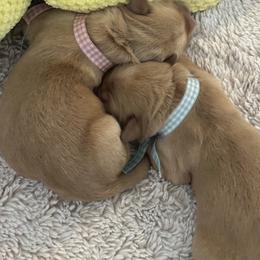 Light Blue - Boy - Golden male Golden Retriever puppy in Shingle Springs, California from Sun Ridge Goldens