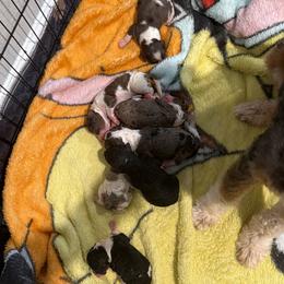 Aussiedoodle puppies from Lolo’s Aussiedoodle