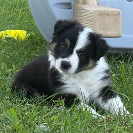 Marshall - Tri-color male Border Collie puppy in Dorr, Michigan from Pineview Farm