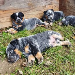 Australian Cattle Dog and Pembroke Welsh Corgi Puppies from Leatherman Quarter Horses