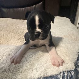 Figgy Boy 2 - Black and white male Boston Terrier puppy in Brookville, Ohio from Best Friend Bostons