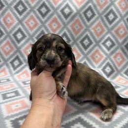 BOY 1 - Brindle male Dachshund puppy in Hoover, Alabama from Tide Town Doxies