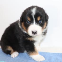 Girl 1 - female Australian Shepherd puppy in Colorado from Firestone Australian Shepherds