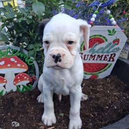 Righty - White male Boxer puppy in Pikeville, Kentucky from Boxers of Whispered Wishes