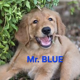 Blue Boy - Golden male Golden Retriever puppy in Glendale, Arizona from Sonoran Golden Retrievers