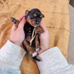 White Girl - Black and tan female Cavalier King Charles Spaniel puppy in Nampa, Idaho from Heart Mountain Cavaliers & Floating Feathers Kennel