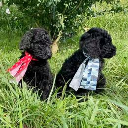 Poodles from CindyJeans Standard Poodles