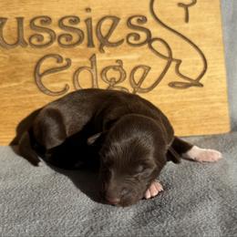 Kia - Red tri-color female Australian Shepherd puppy in Litchfield, New Hampshire from Aussies Edge Farm