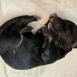 Beau - Black and tan male Dachshund puppy in Franklin, Tennessee from Wendy's Weenies