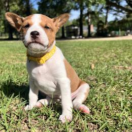 Magnolia - Hold your horses - Red and white female Basenji puppy in Cleveland, Georgia from Blue Diamond Basenjis