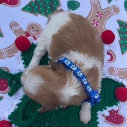 Shepherd AKC registered - Fawn sable male Havanese puppy in Cochran, Georgia from Dean Supreme