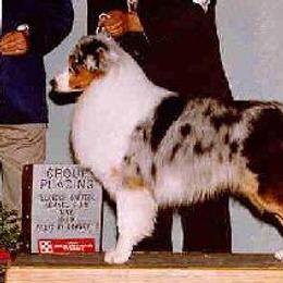 Yukon - Australian Shepherd