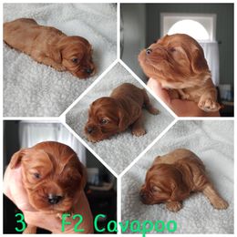 Cavapoo Puppies from Cavapoo Acres