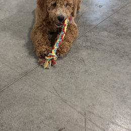 Tucker - Red  male Goldendoodle puppy in Millersburg, Ohio from Ohio Puppy Paws