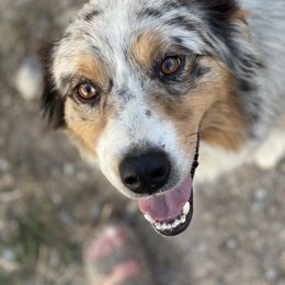 Bandit - Australian Shepherd